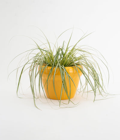 Planter 'PIERRE' - Yolk (Gloss)